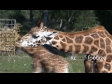 Giraffe 1 930